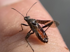 Tollius curtulus