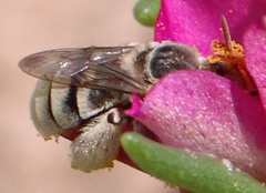 Anthophorula