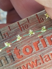 Eriogonum brachyanthum