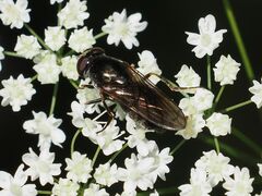 Cheilosia