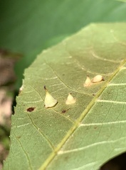 Caryomyia sanguinolenta