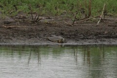 Apalone spinifera guadalupensis