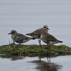 Pluvialis squatarola