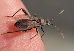 Tollius curtulus