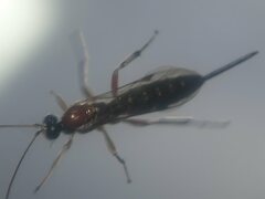 Campopleginae