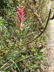 Castilleja miniata