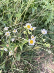 Erigeron