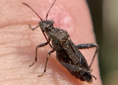 Tollius curtulus