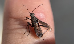 Tollius curtulus
