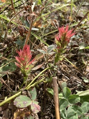Castilleja miniata