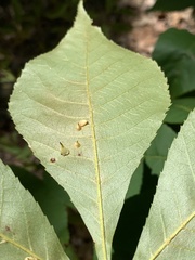 Caryomyia sanguinolenta