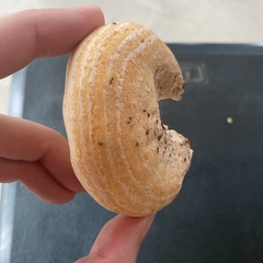 Lactarius psammicola