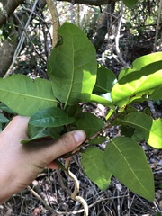 Coccoloba diversifolia