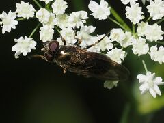 Cheilosia
