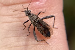Tollius curtulus