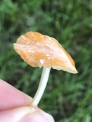 Marasmius vagus
