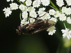 Cheilosia