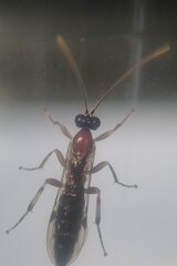 Campopleginae