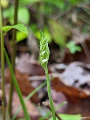 Spiranthes ovalis erostellata