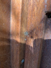 Araneus nordmanni