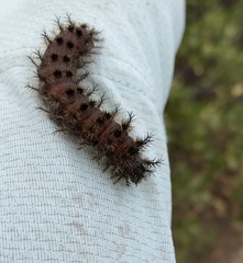 Hemileuca eglanterina