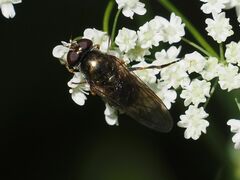 Cheilosia
