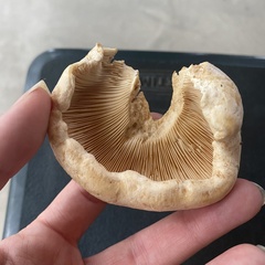 Lactarius psammicola