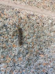 Anisota virginiensis