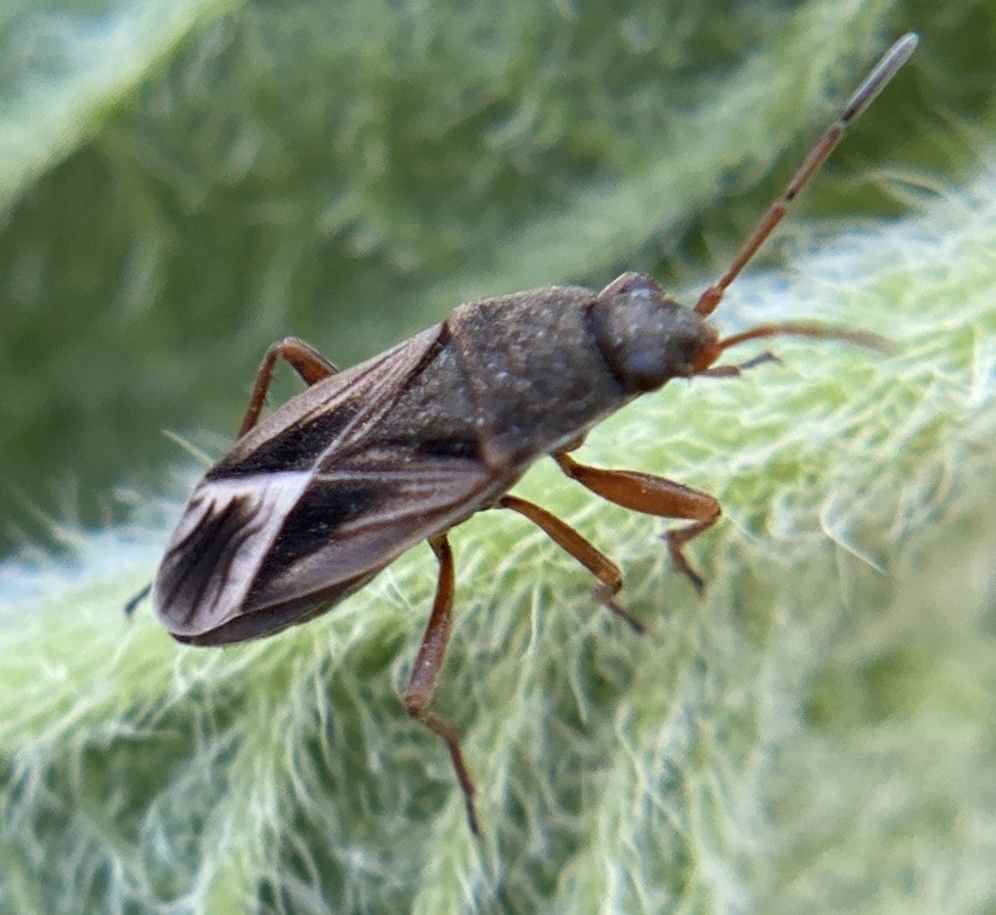 Malezonotus sodalicius