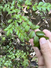 Vaccinium ovatum