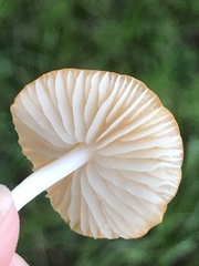 Marasmius vagus