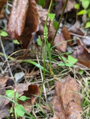 Spiranthes ovalis erostellata