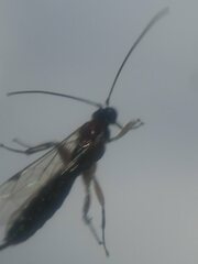 Campopleginae