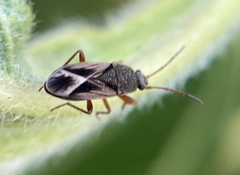 Malezonotus sodalicius