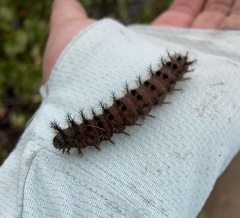 Hemileuca eglanterina