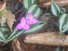 Tradescantia zebrina