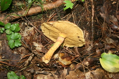Suillus spraguei