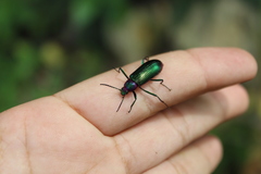 Strongylium auratum