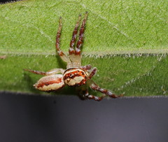 Cytaea alburna