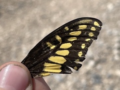 Papilio polyxenes rudkini
