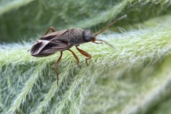 Malezonotus sodalicius