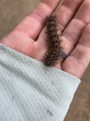 Hemileuca eglanterina