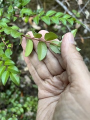 Vaccinium ovatum