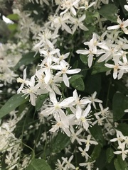 Clematis armandii