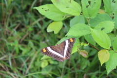 Adelpha fessonia
