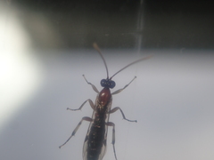 Campopleginae