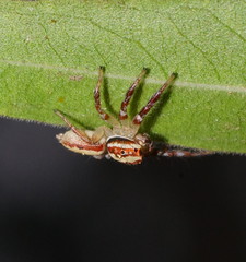 Cytaea alburna