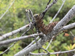 Hemileuca eglanterina