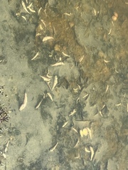 Acanthogobius flavimanus