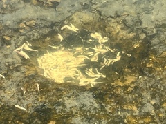 Acanthogobius flavimanus